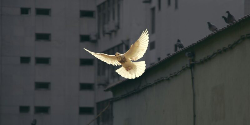 in flight dove